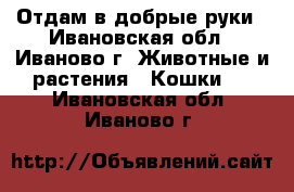 Отдам в добрые руки - Ивановская обл., Иваново г. Животные и растения » Кошки   . Ивановская обл.,Иваново г.